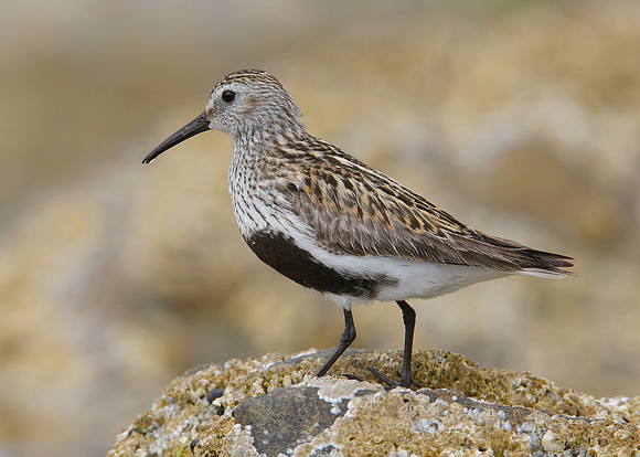 Dunlin Calidris alpina