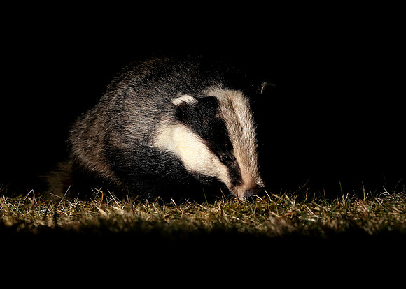 Badger Meles meles