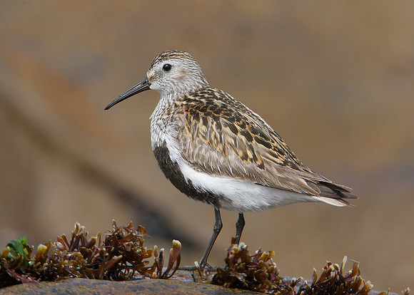 Dunlin Calidris alpina