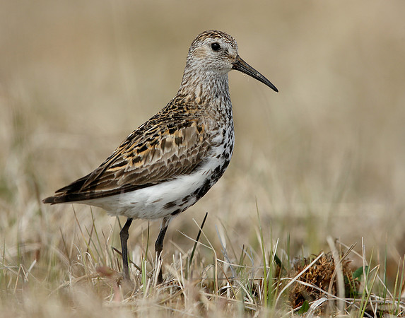 Dunlin Calidris alpina