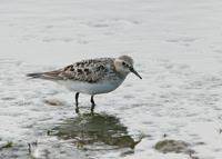 Bairds Sandpiper Kirkby on Bain Sept 2005