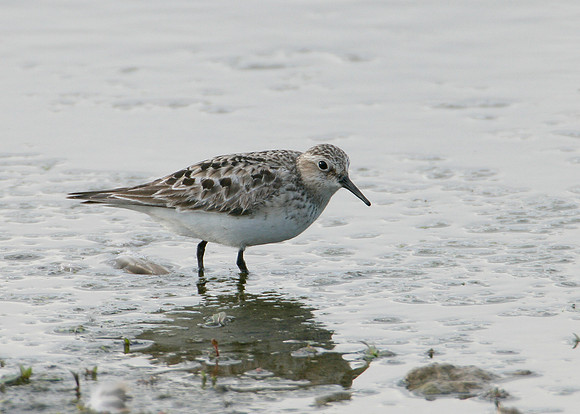 Bairds Sandpiper Calidris bairdii