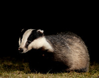 Badger Meles meles