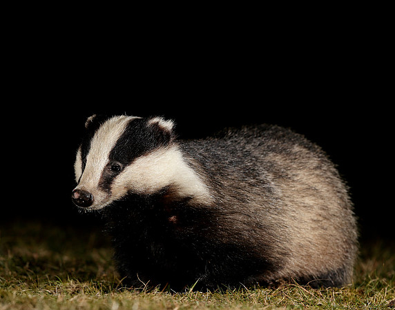 Badger Meles meles
