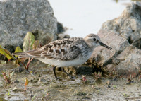 Bairds Sandpiper Calidris bairdii