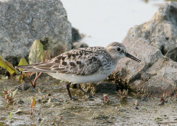 Bairds Sandpiper Calidris bairdii