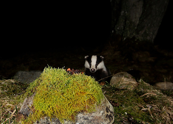Pine Marten Martes martes