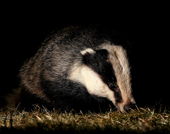 Badger Meles meles