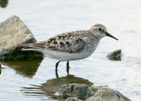 Bairds Sandpiper Calidris bairdii