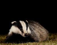 Badger Meles meles