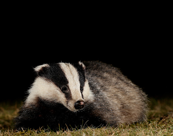 Badger Meles meles