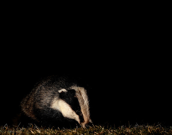 Badger Meles meles