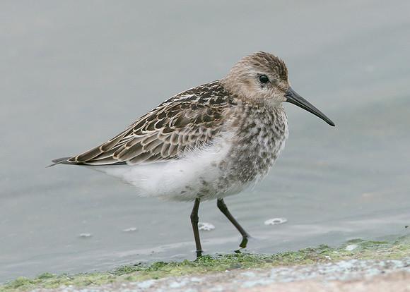 Dunlin Calidris alpina