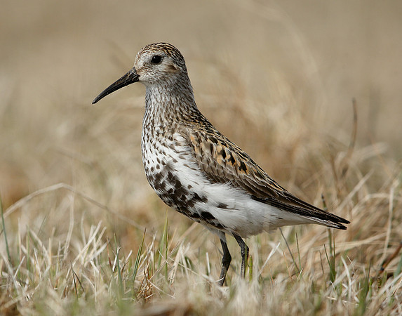 Dunlin Calidris alpina