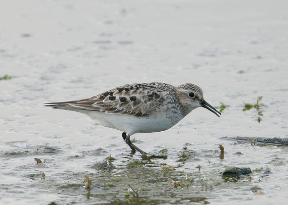 Bairds Sandpiper Calidris bairdii