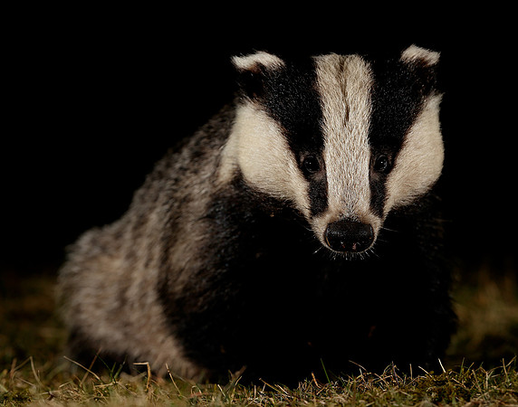 Badger Meles meles