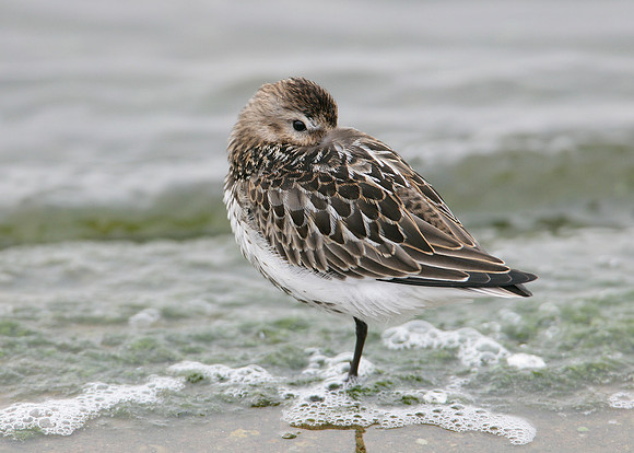Dunlin Calidris alpina