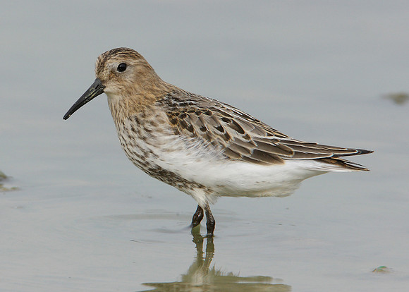 Dunlin Calidris alpina