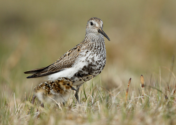 Dunlin Calidris alpina