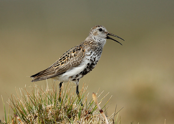 Dunlin Calidris alpina