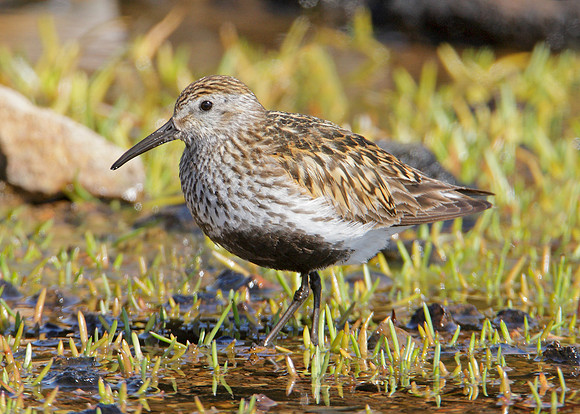 Dunlin Calidris alpina