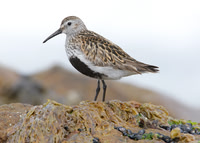 Dunlin Calidris alpina