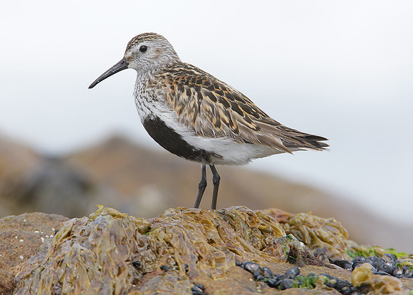Dunlin Calidris alpina