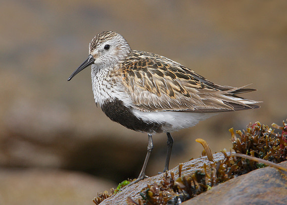 Dunlin Calidris alpina