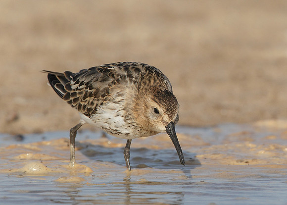 Dunlin Calidris alpina