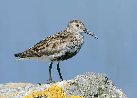 Dunlin Calidris alpina