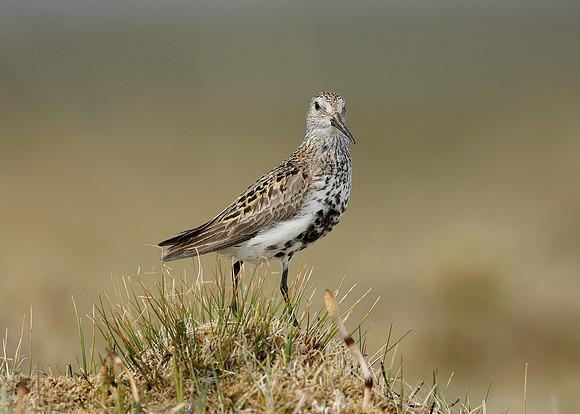 Dunlin Calidris alpina