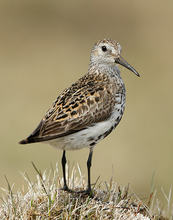 Dunlin Calidris alpina