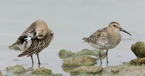 Dunlin Calidris alpina