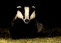 Badger Meles meles