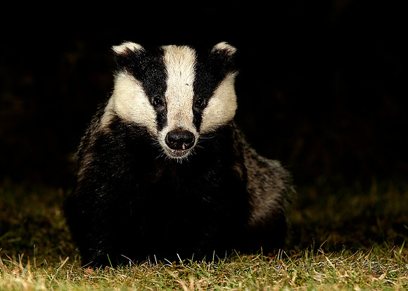 Badger Meles meles