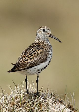 Dunlin Calidris alpina
