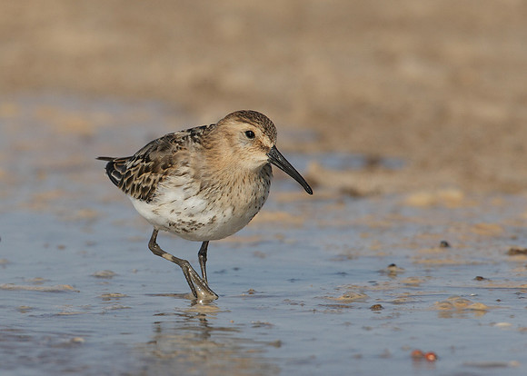 Dunlin Calidris alpina