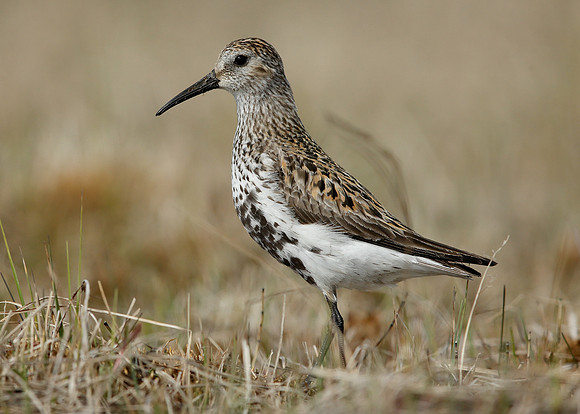 Dunlin Calidris alpina