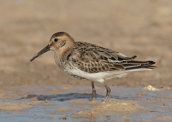 Dunlin Calidris alpina