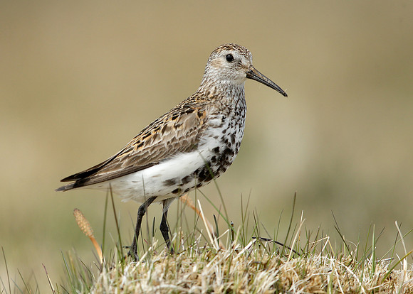 Dunlin Calidris alpina