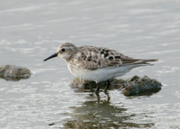 Bairds Sandpiper Calidris bairdii