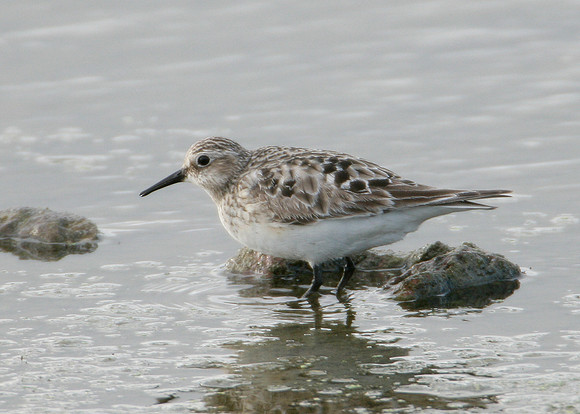 Bairds Sandpiper Calidris bairdii