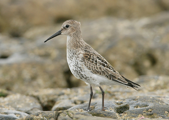 Dunlin Calidris alpina
