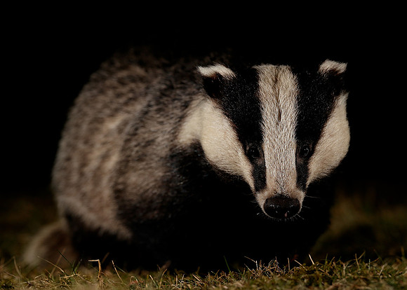 Badger Meles meles