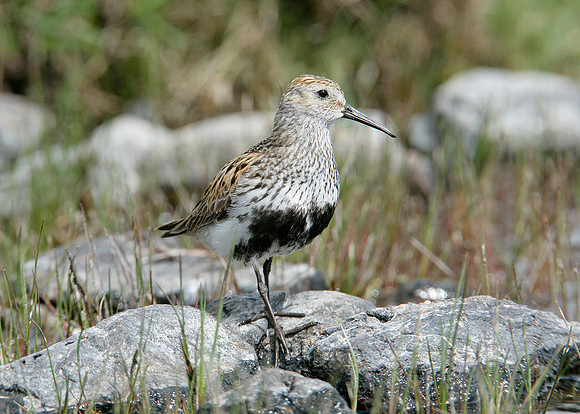 Dunlin Calidris alpina