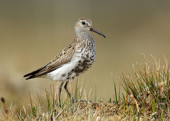 Dunlin Calidris alpina