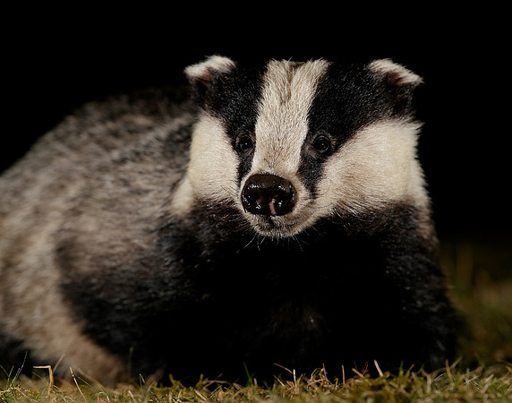 Badger Meles meles