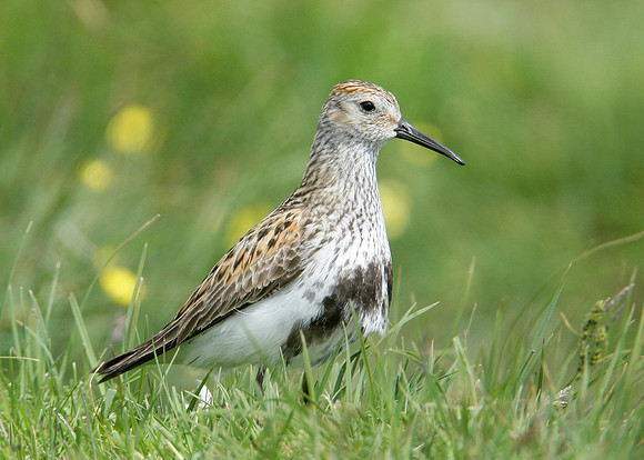 Dunlin Calidris alpina