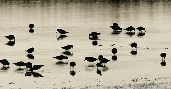 Dunlin Calidris alpina
