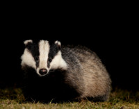 Badger Meles meles